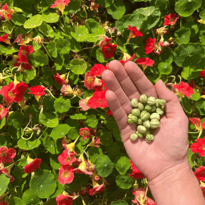 Cherry Rose Nasturtium