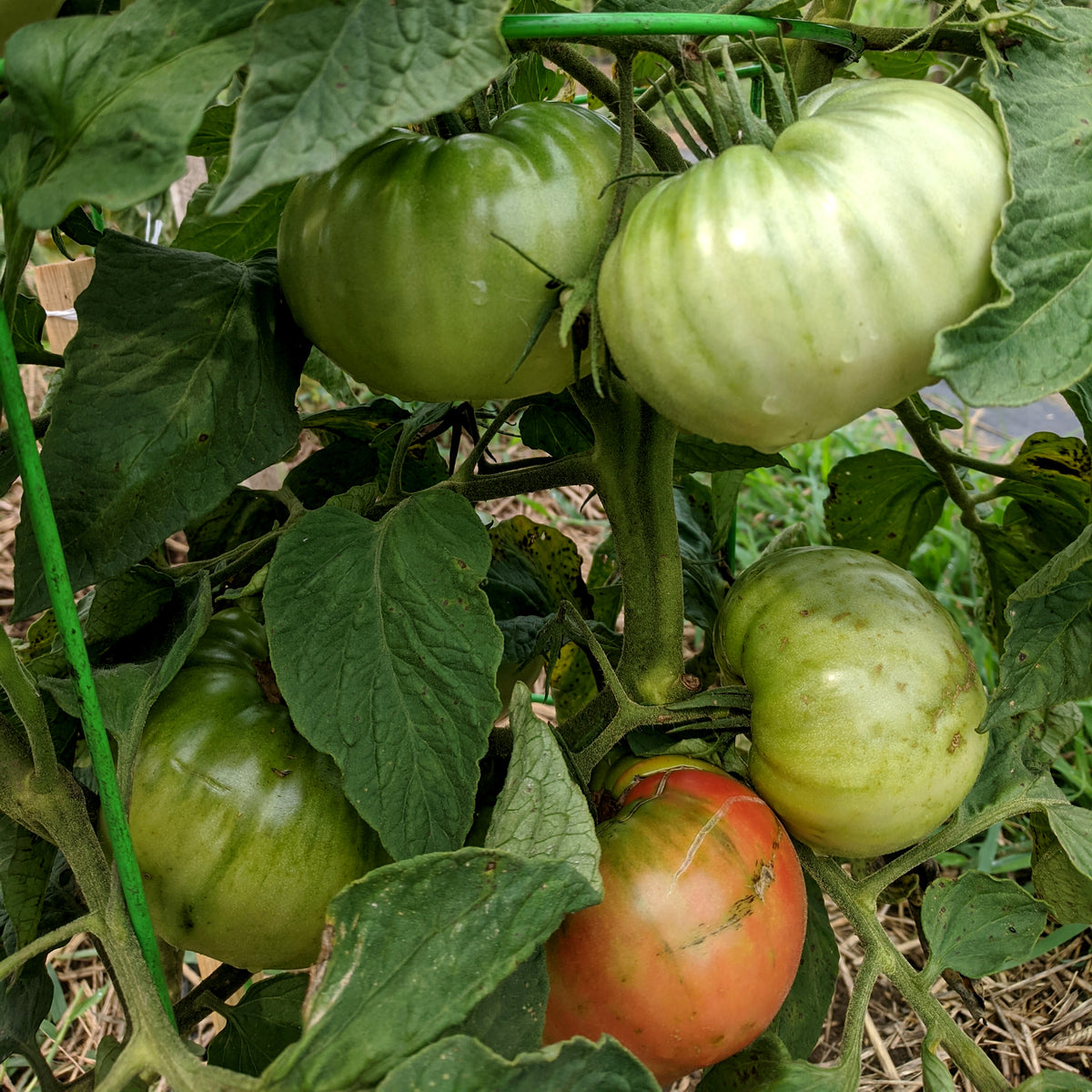 Prudens Purple Tomato