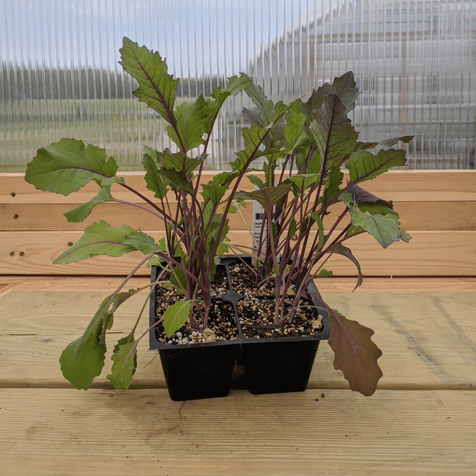 Purple Vienna Kohlrabi Seedlings