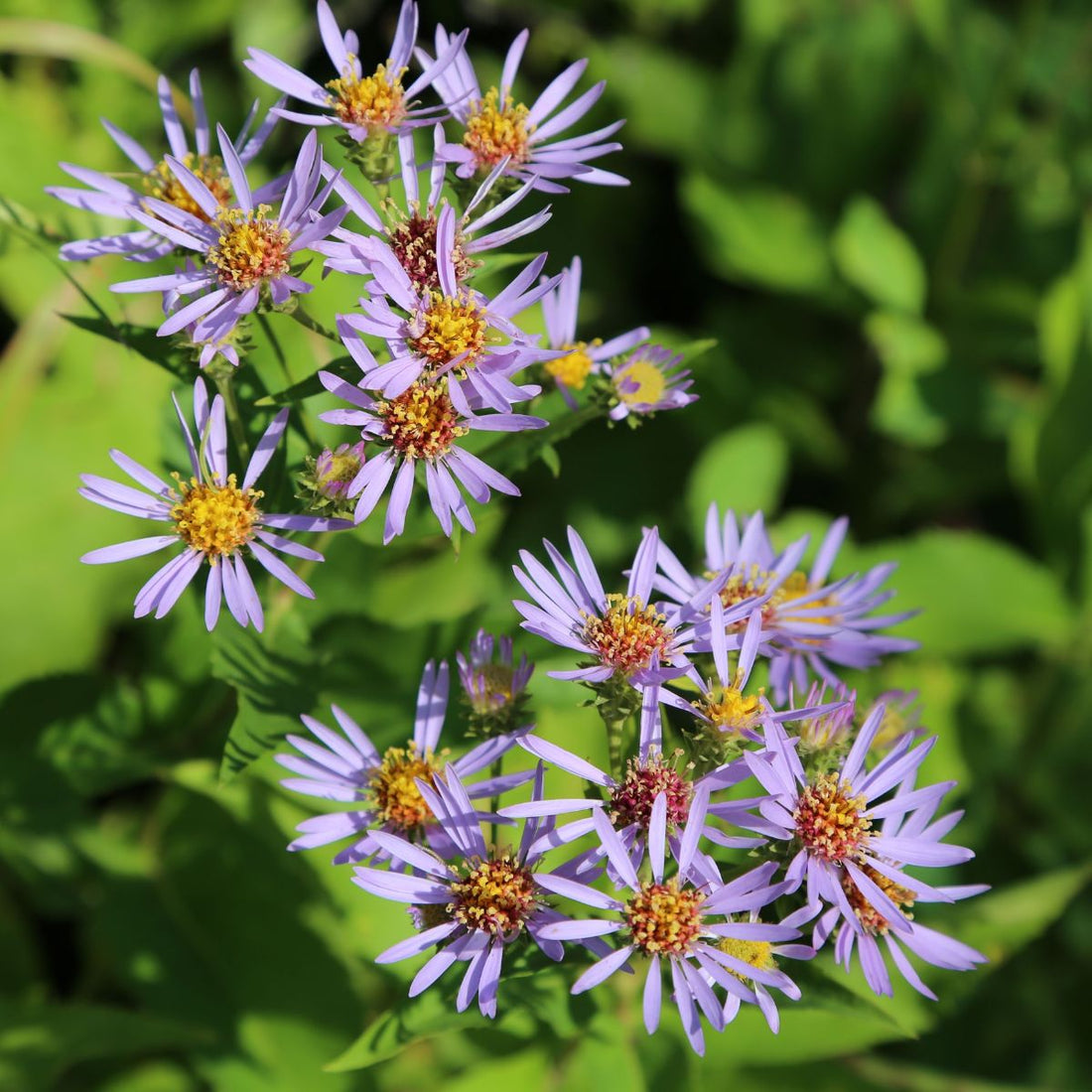 Purplestem Aster - PollinateHV Local Ecotype - Seedlings