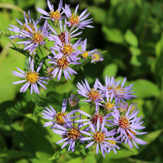 Purplestem Aster - PollinateHV Local Ecotype