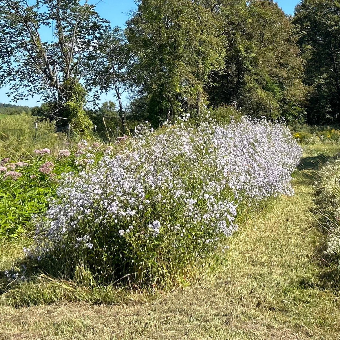 Purplestem Aster - PollinateHV Local Ecotype - Seedlings