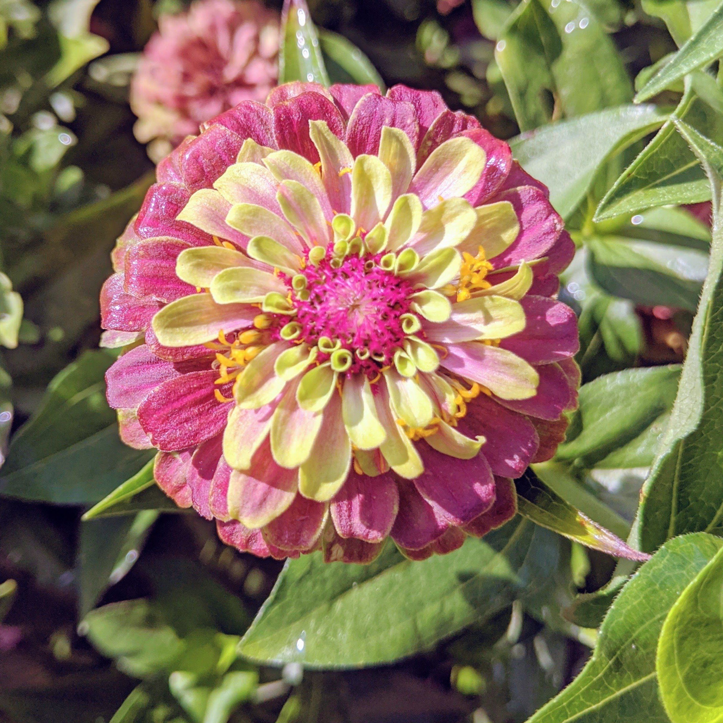 Queen Lime Blush Zinnia vendor-unknown