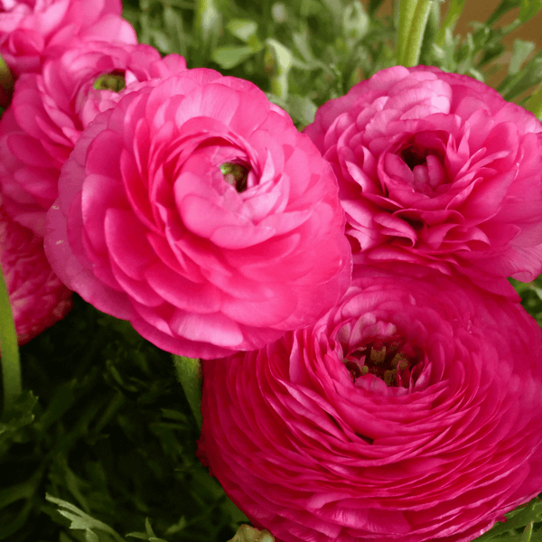 Ranunculus Telocote 'Rose'