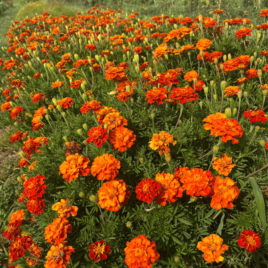 red marigold seeds Red Cherry Marigold Seedling
