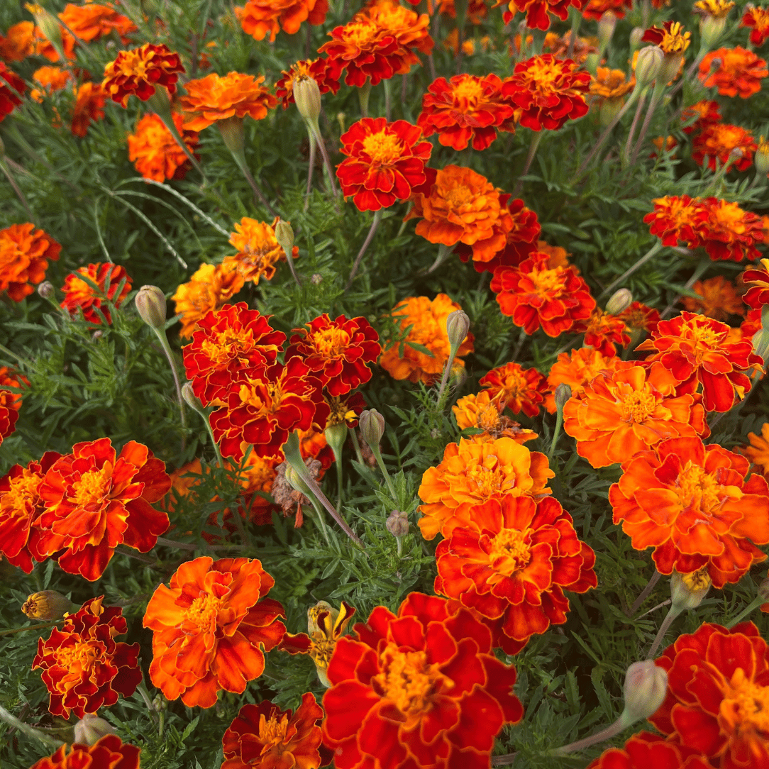 Red Cherry Marigold