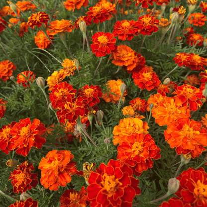 Red Cherry Marigold