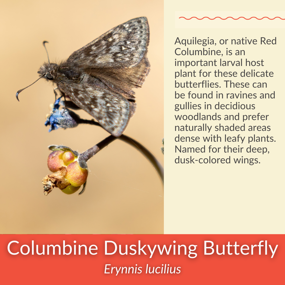 Red Columbine - PollinateHV Local Ecotype