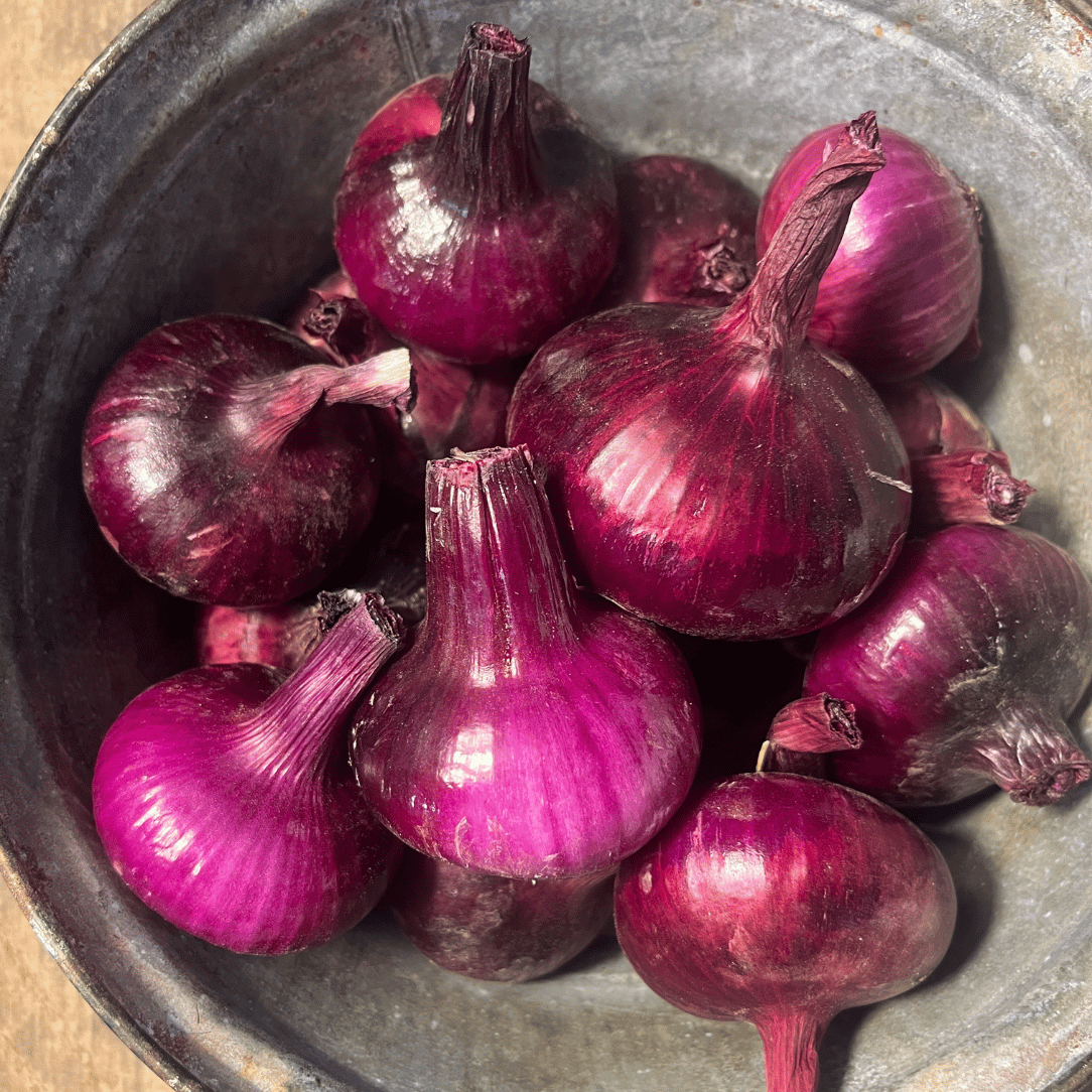 Red Geneva Cipollini Onion