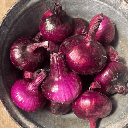 Red Geneva Cipollini Onion