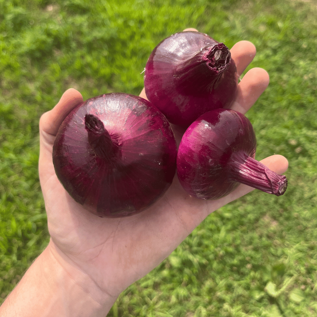 Red Geneva Cipollini Onion