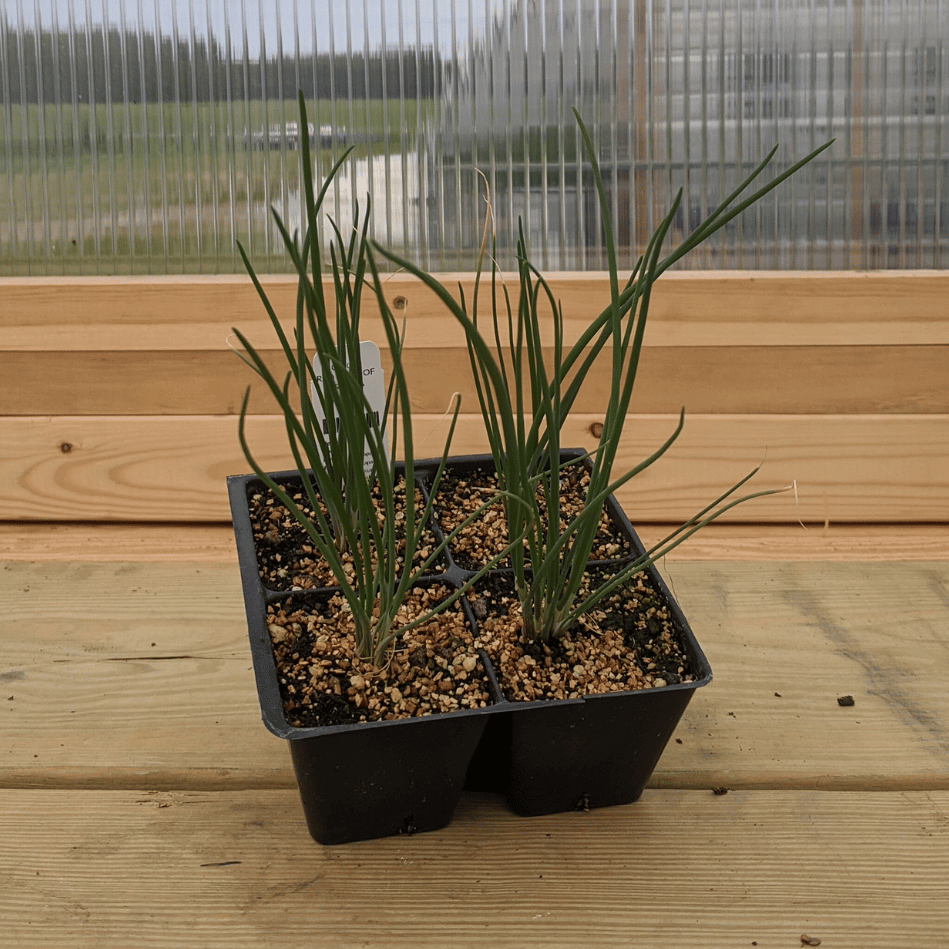 Red Long of Tropea Onion Seedlings