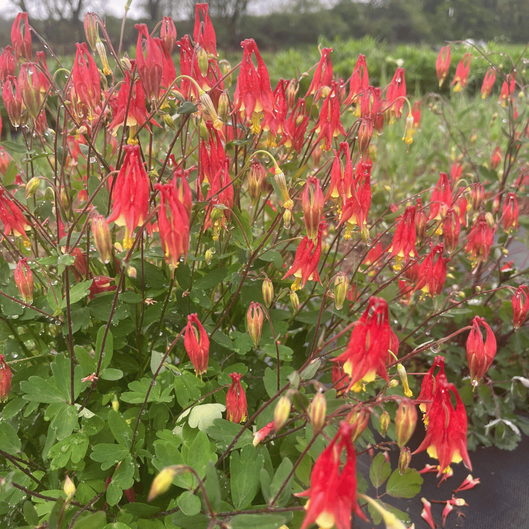 Red Columbine - PollinateHV Local Ecotype