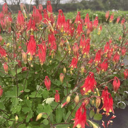 Red Columbine - PollinateHV Local Ecotype