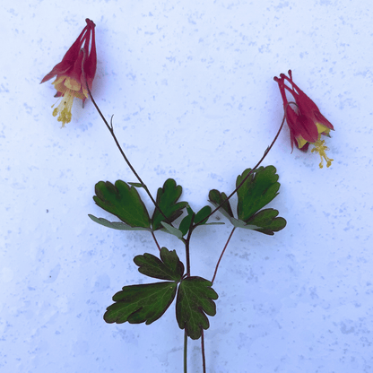 Red Columbine - PollinateHV Local Ecotype