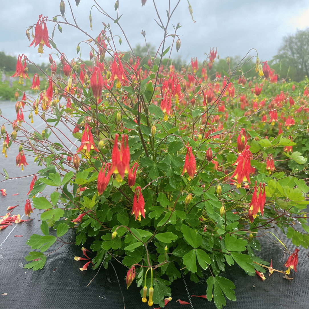 Red Columbine - PollinateHV Local Ecotype