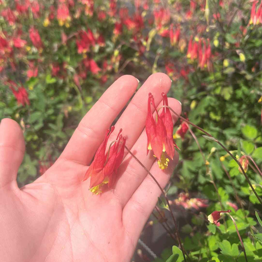 Red Columbine - PollinateHV Local Ecotype