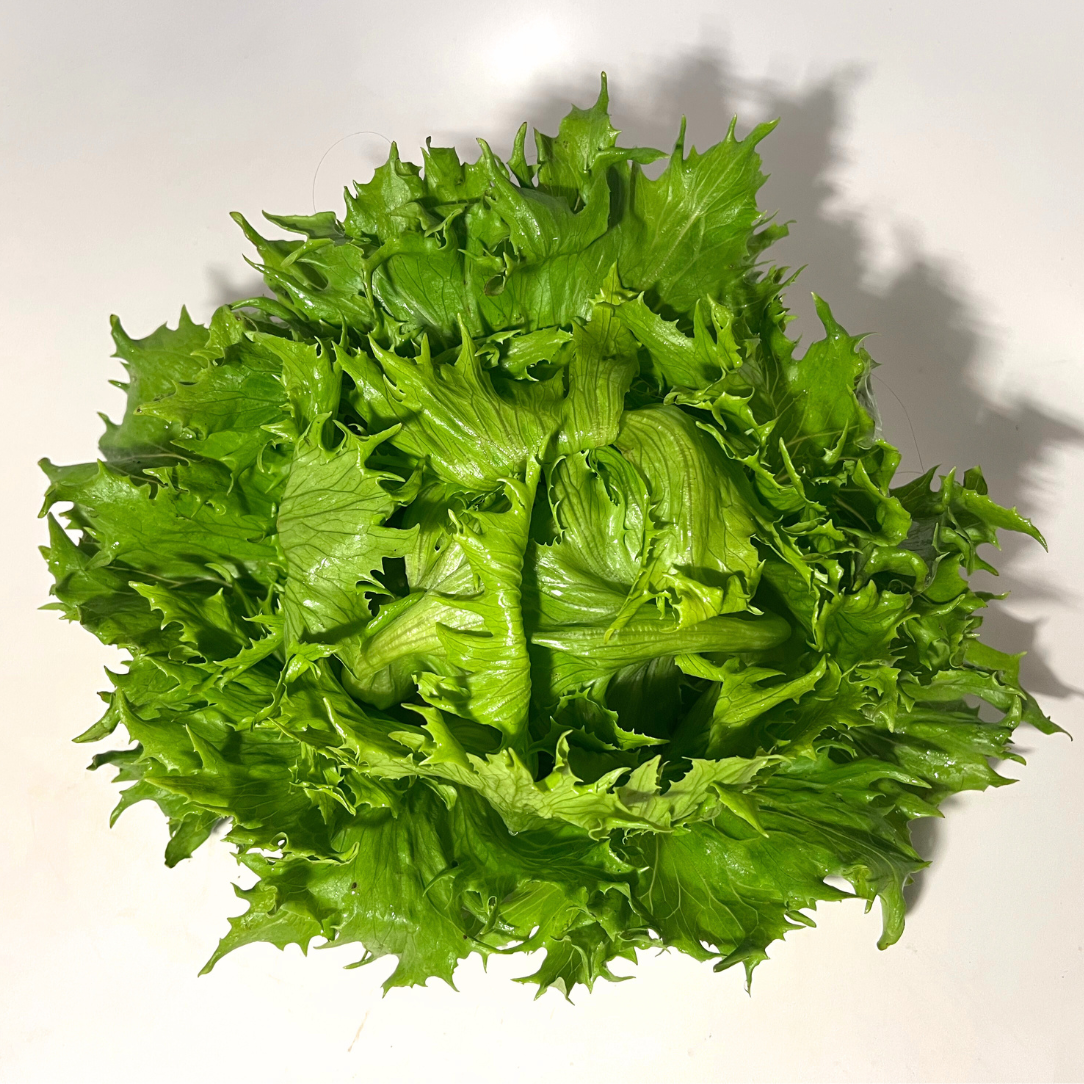 Reine De Glaces Lettuce