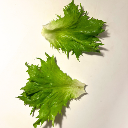 Reine De Glaces Lettuce