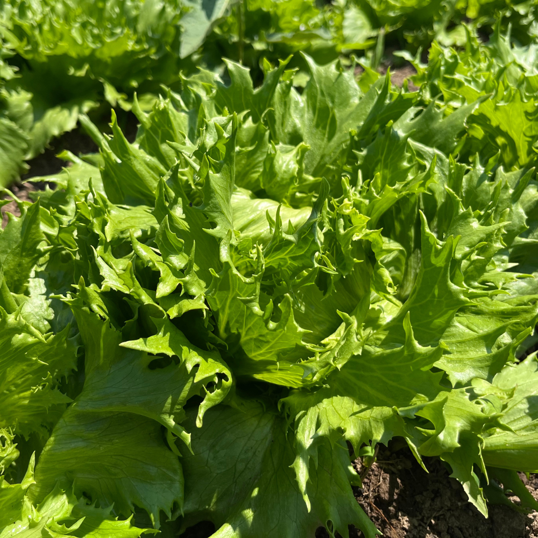 Reine De Glaces Lettuce