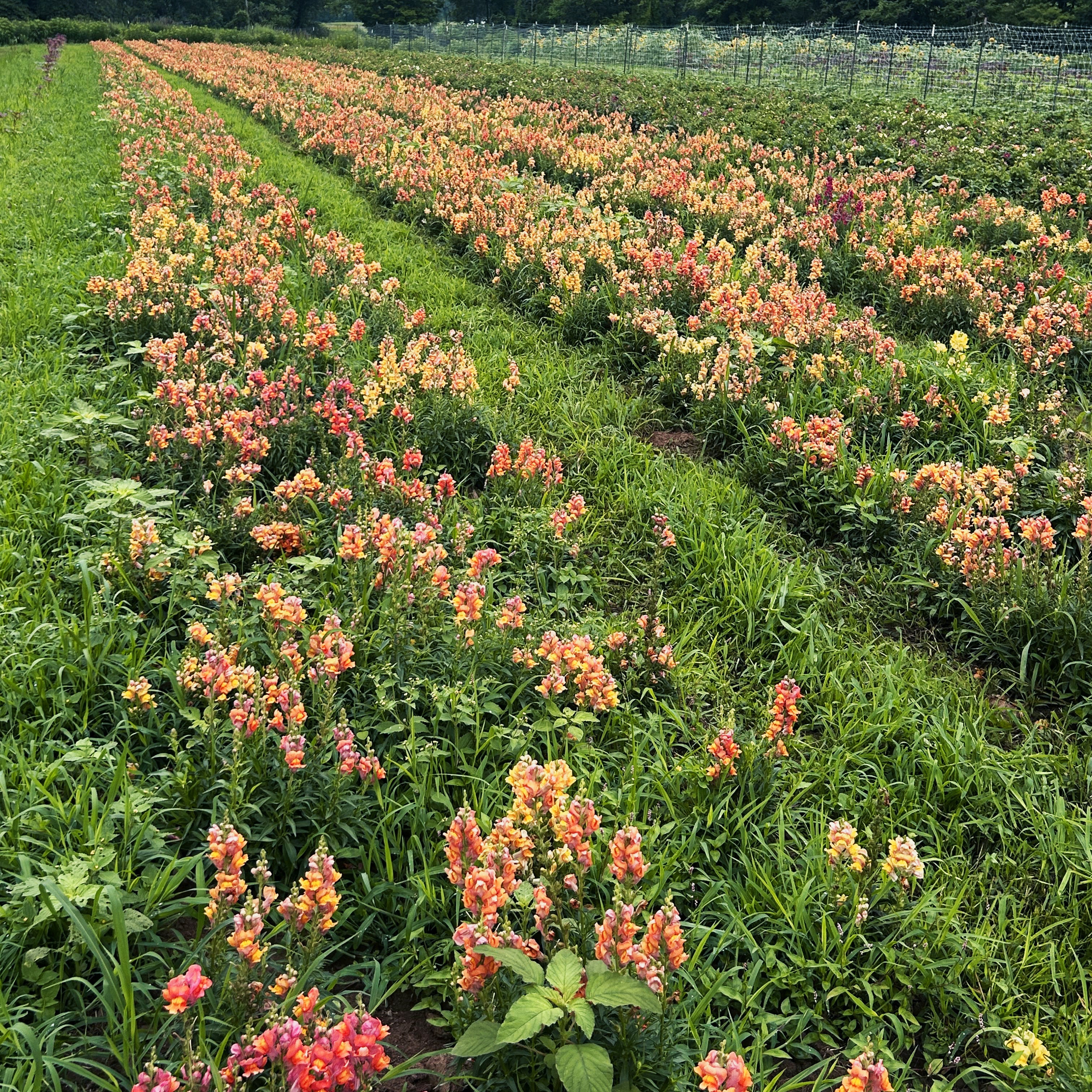 Rembrandt Snapdragon