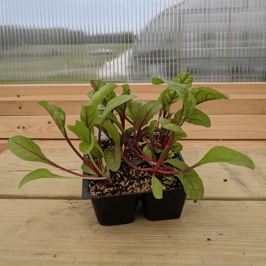 Rhubarb Chard Seedlings