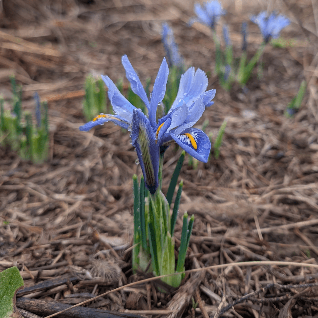 Rock Iris reticulata &