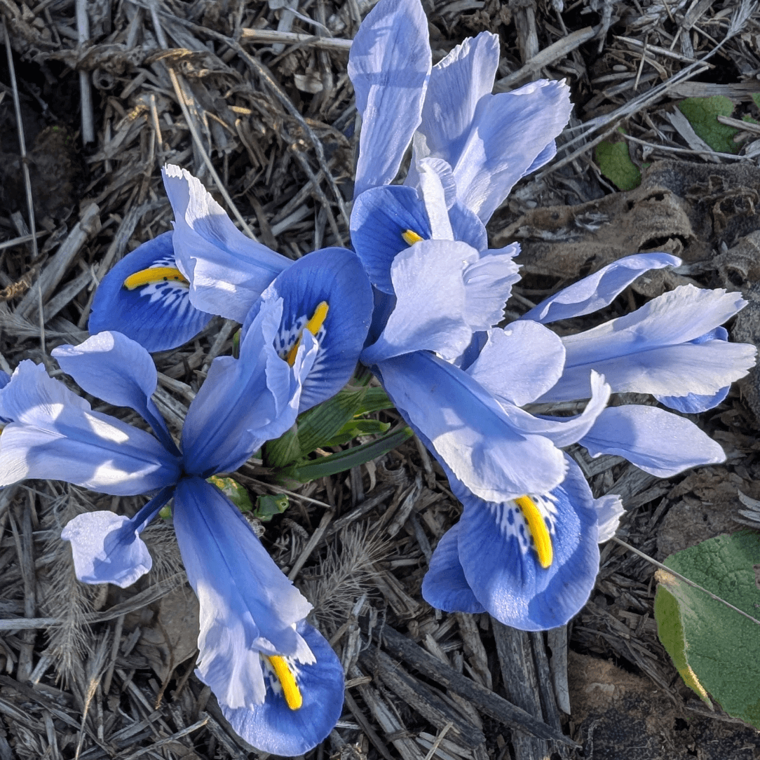 Rock Iris reticulata &