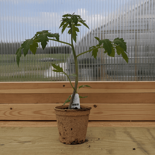 Rose de Berne Tomato Seedlings