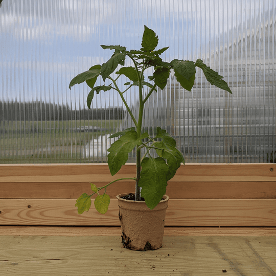 Roughwood Golden Plum Tomato Seedlings
