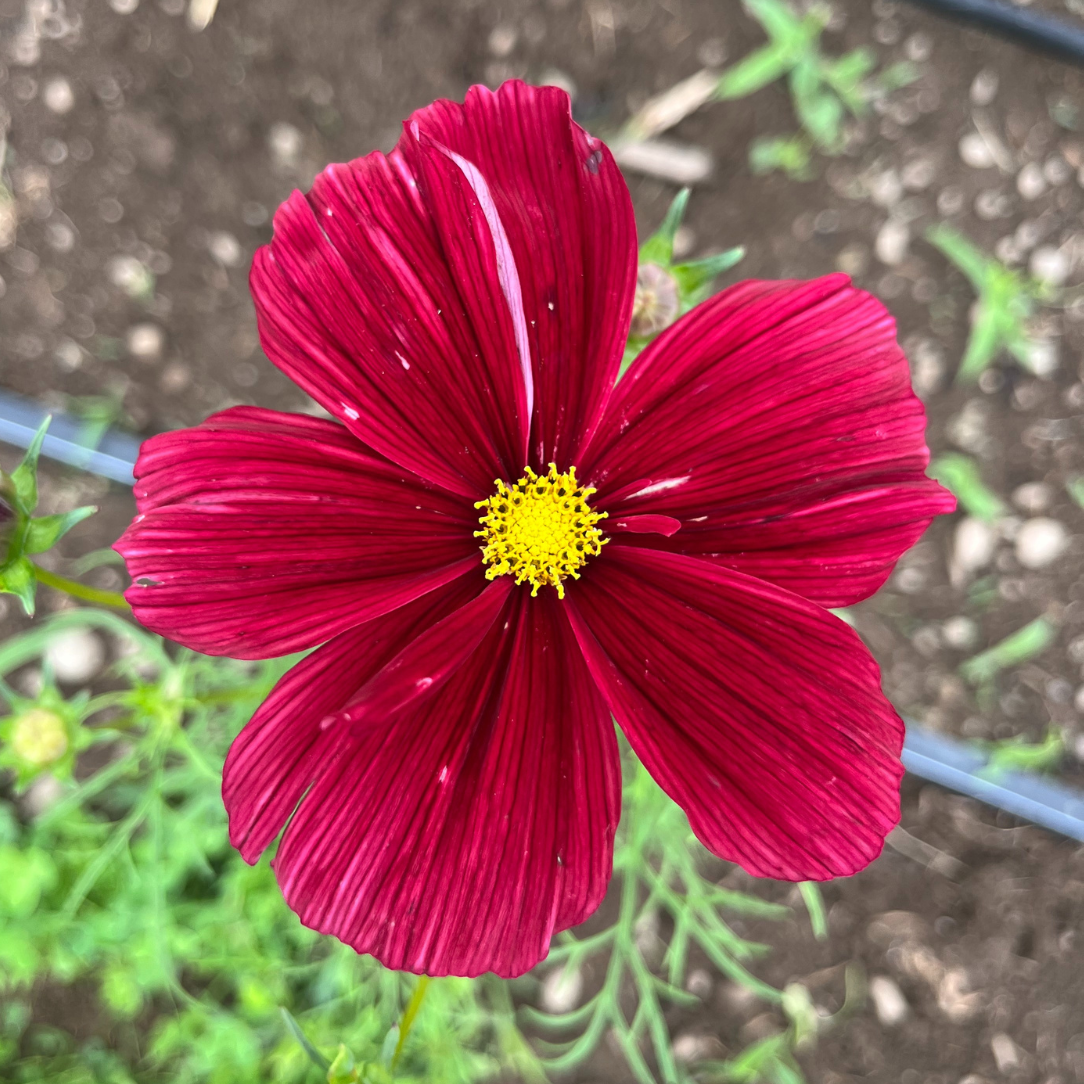 Rubenza Cosmos