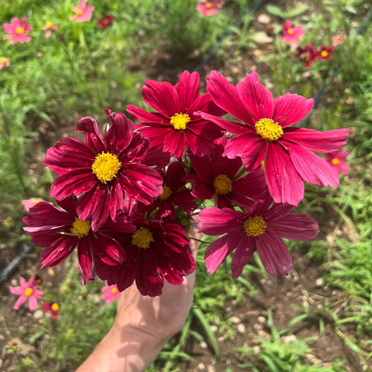 Rubenza Cosmos