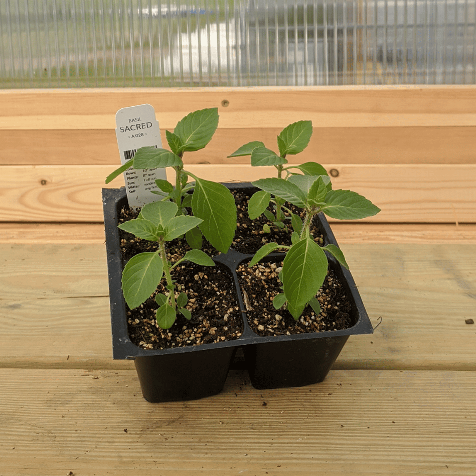 Sacred Basil Seedlings