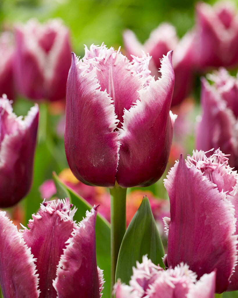 Tulip &