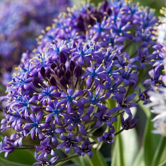 Scilla Peruviana 'Portuguese Squill Blue'