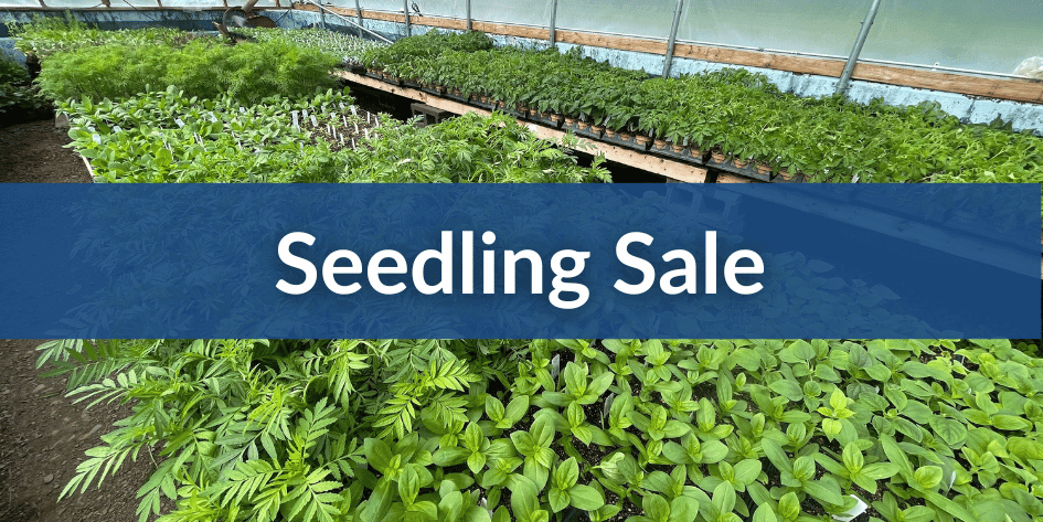 Seedling Sale Mobile (1).png__PID:d89a73d2-18a7-428a-afcf-924b8f3009b5