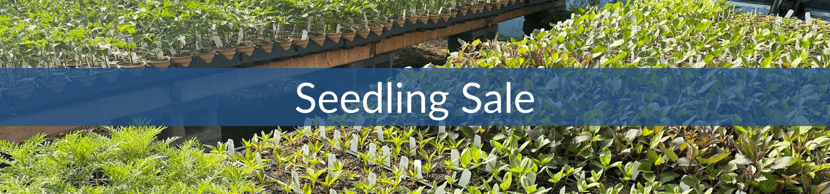 Seedling Sales (1).png__PID:73d218a7-c28a-4fcf-924b-8f3009b5e34a