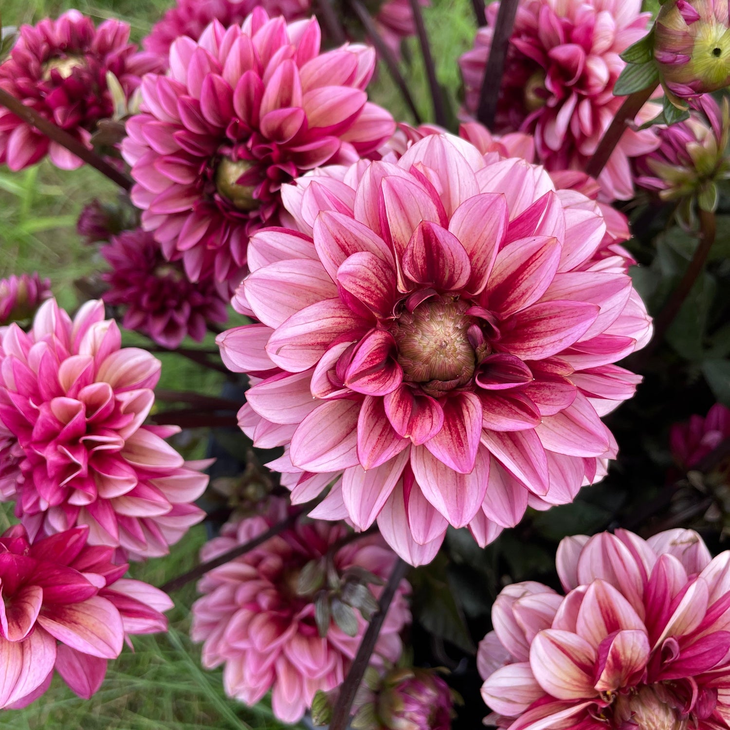 Seniors Hope Dahlia Tuber