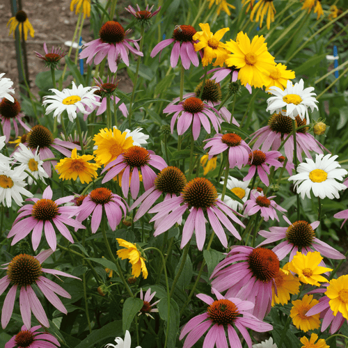 ShadyMeadow_1.png?v=1735579782