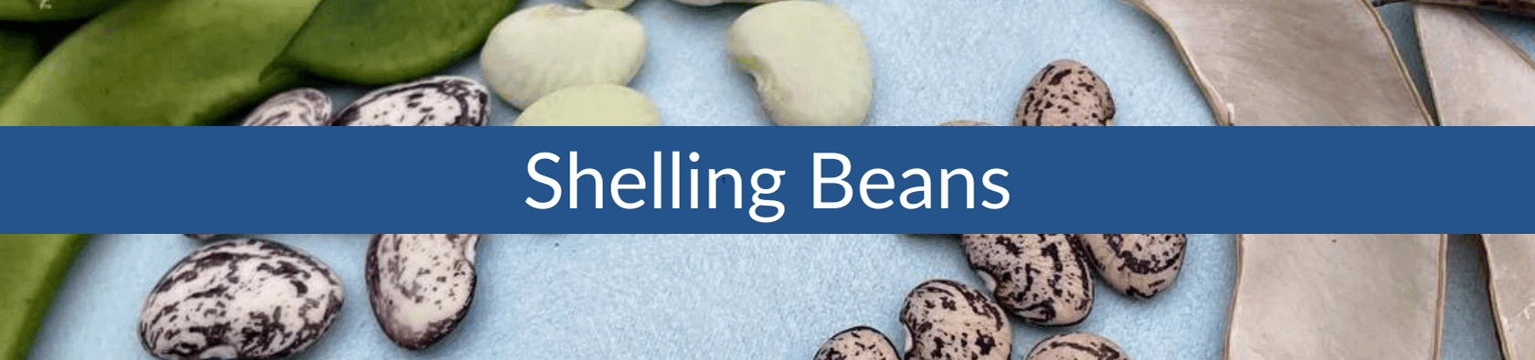 Shelling Bean (1).png__PID:b453e4b1-e170-451c-b8fd-baeb4b1c6ab1