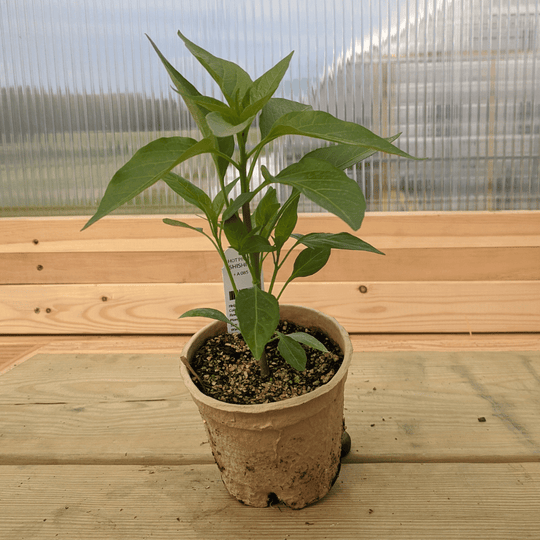 Shishito Pepper Seedlings