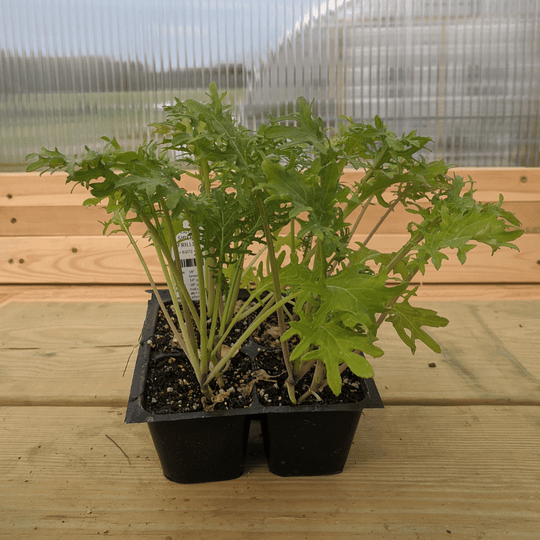 Siber Frills Kale Seedlings