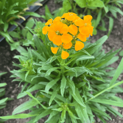 Siberian Wallflower