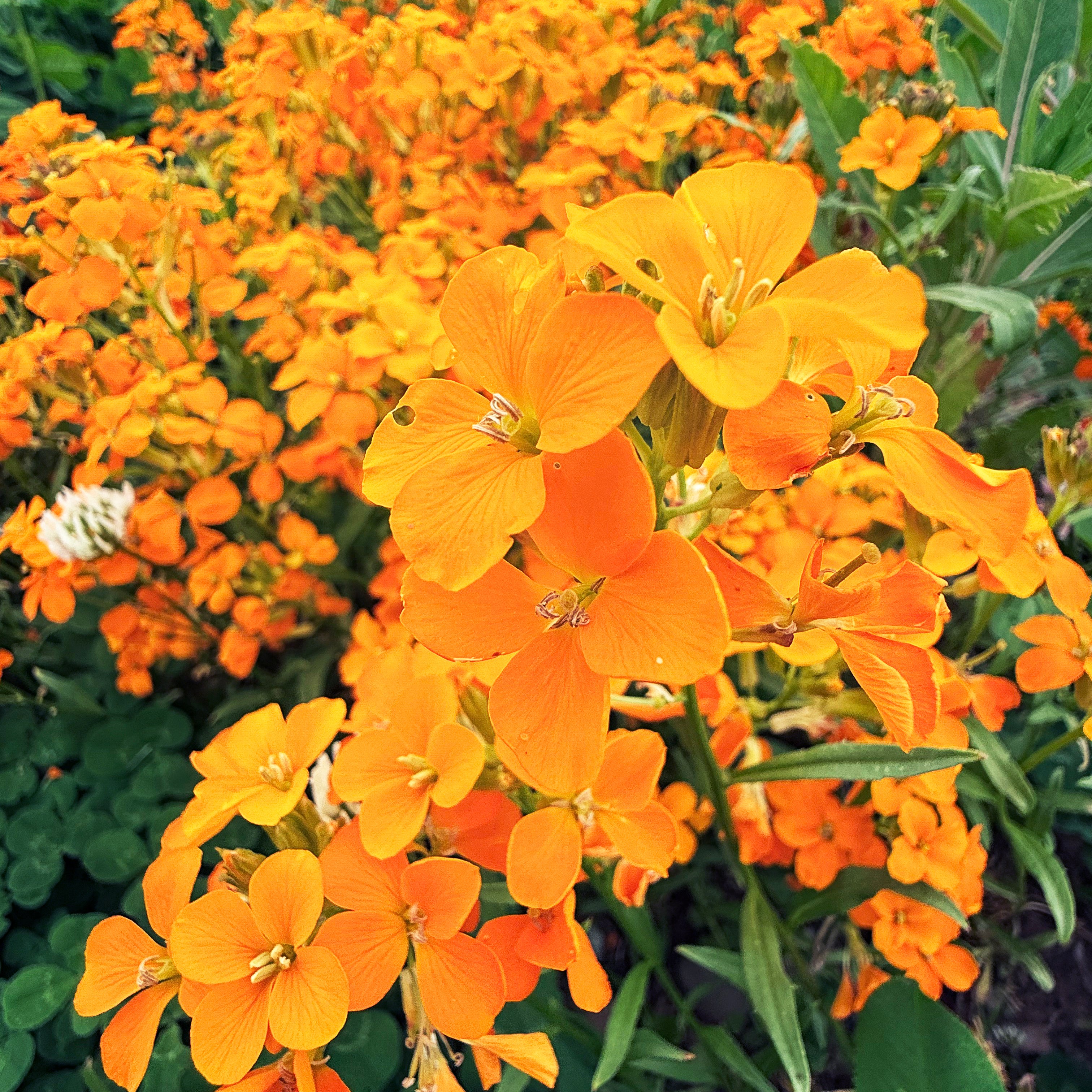 邦楽 Filled With Flowers/Wallflower Siberian Wallflower | Hudson Valley Seed Company