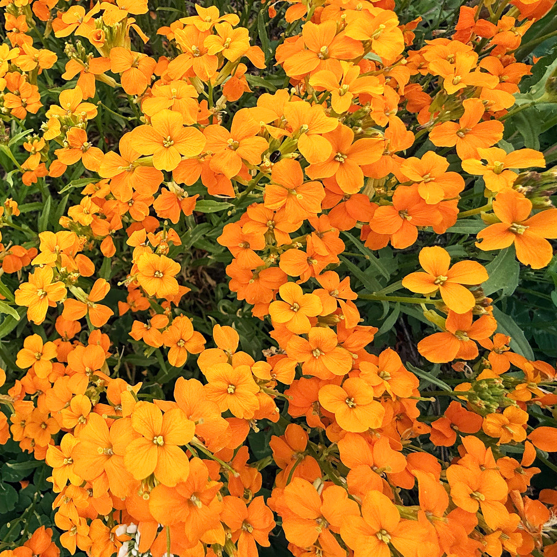 succulent wallflower Siberian Wallflower 600 Seeds