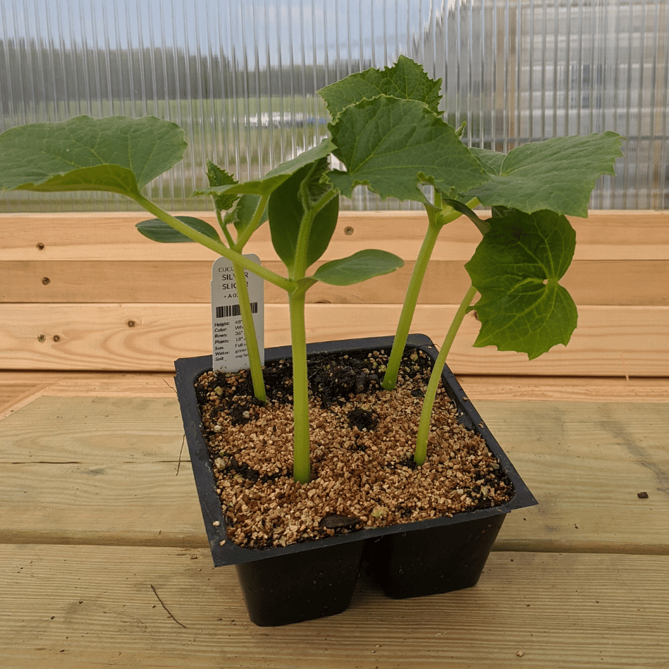 Silver Slicer Cucumber Seedlings