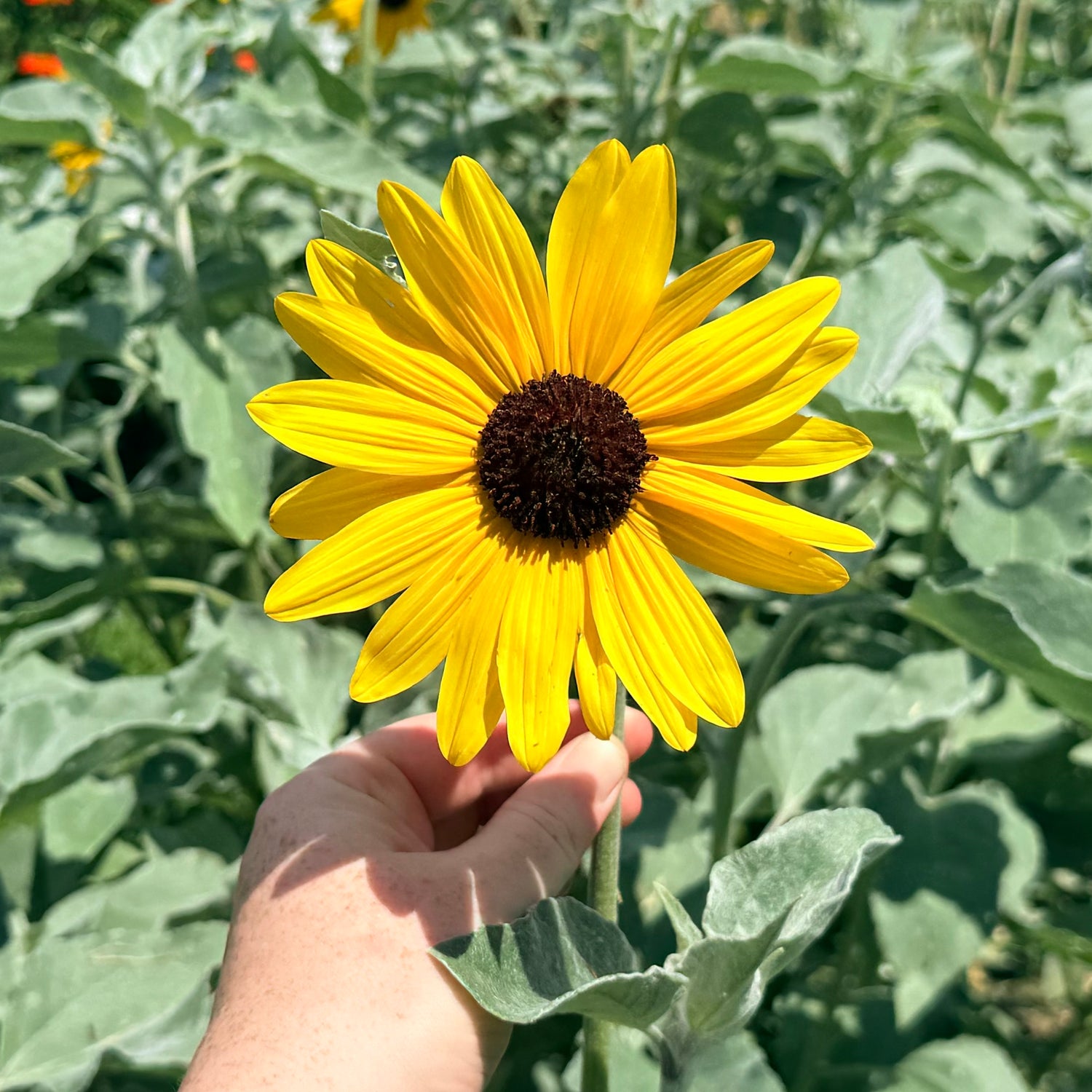 Silverleaf Sunflower