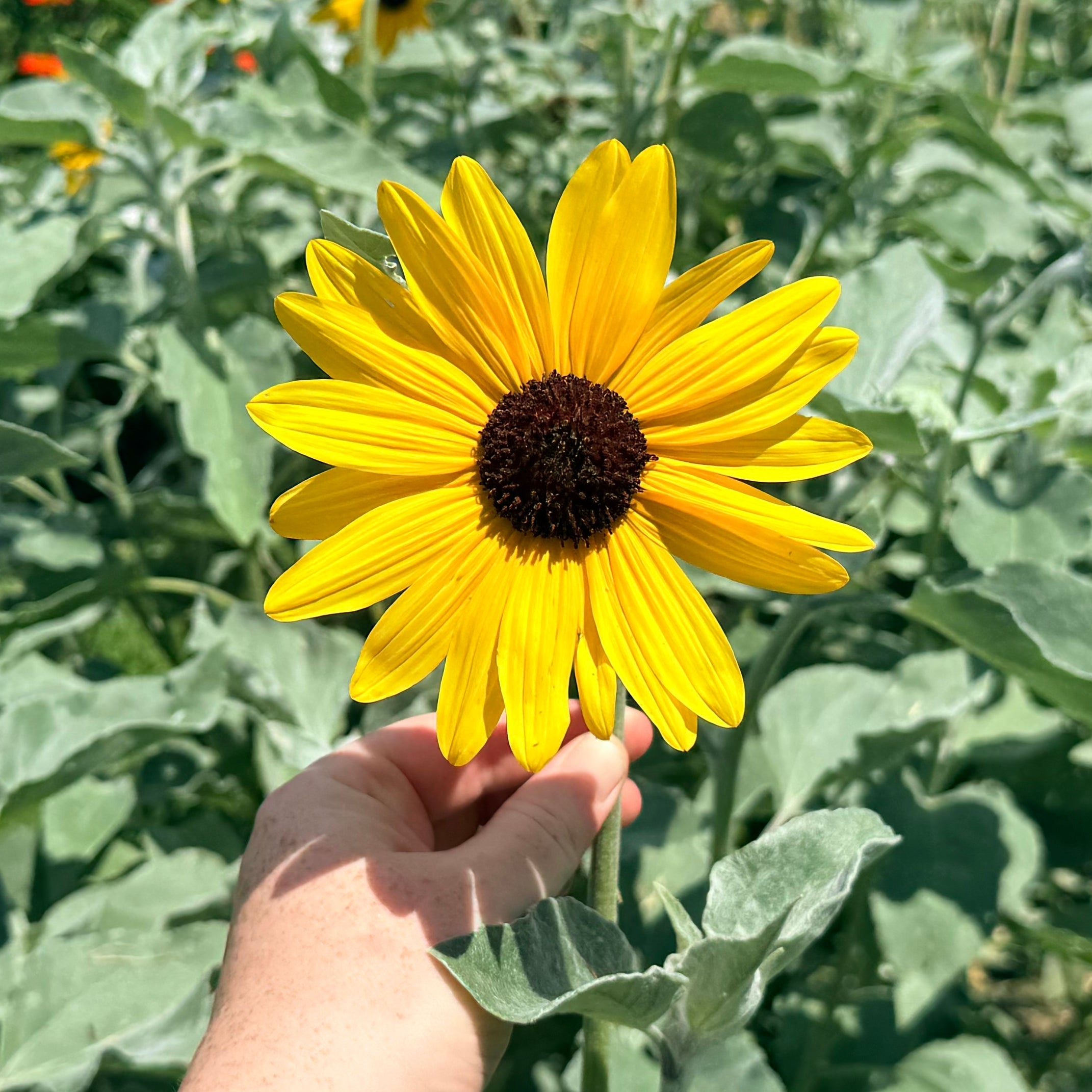 Silverleaf Sunflower