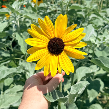 Silverleaf Sunflower
