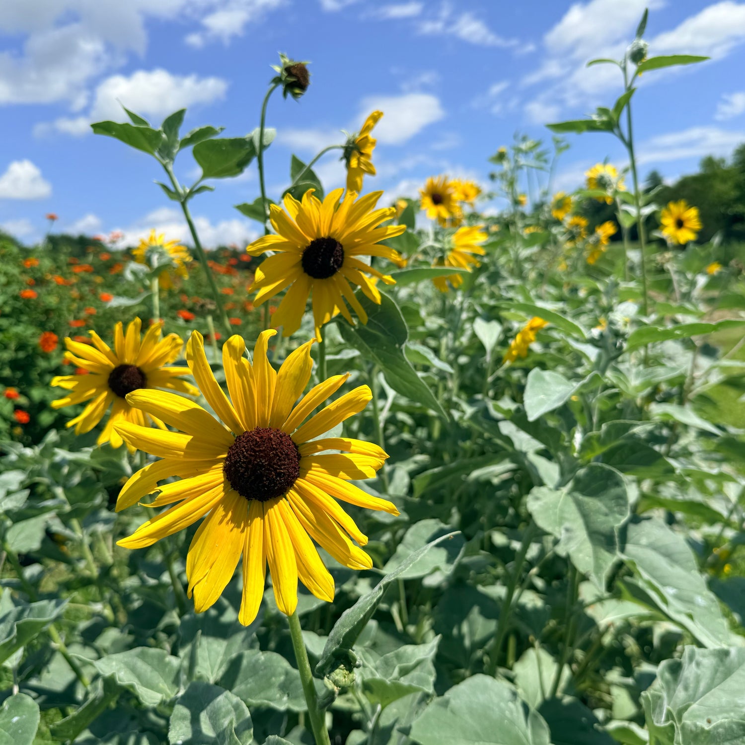 Silverleaf Sunflower